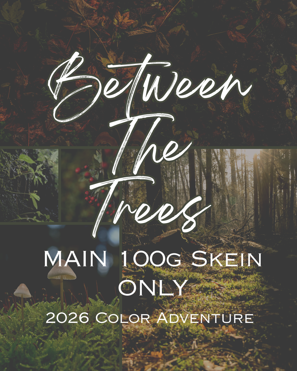 2026 Color Adventure: Between the Trees MAIN SKEIN ONLY