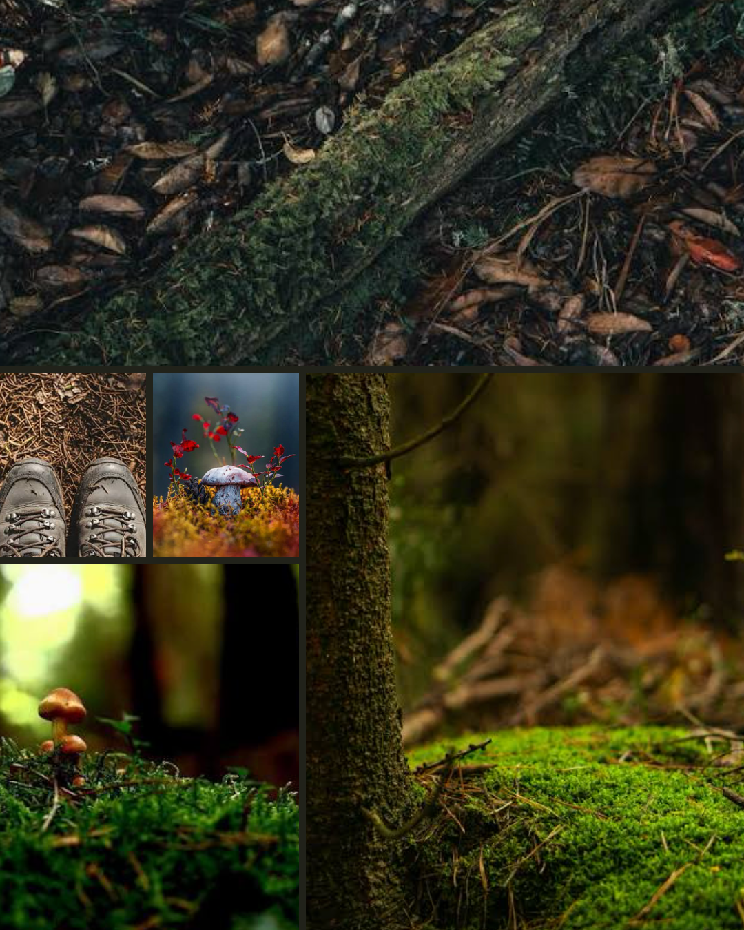 2026 Color Adventure: Between the Trees